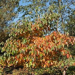 Nyssa sylvatica is a 落叶 Tree Native to North America
